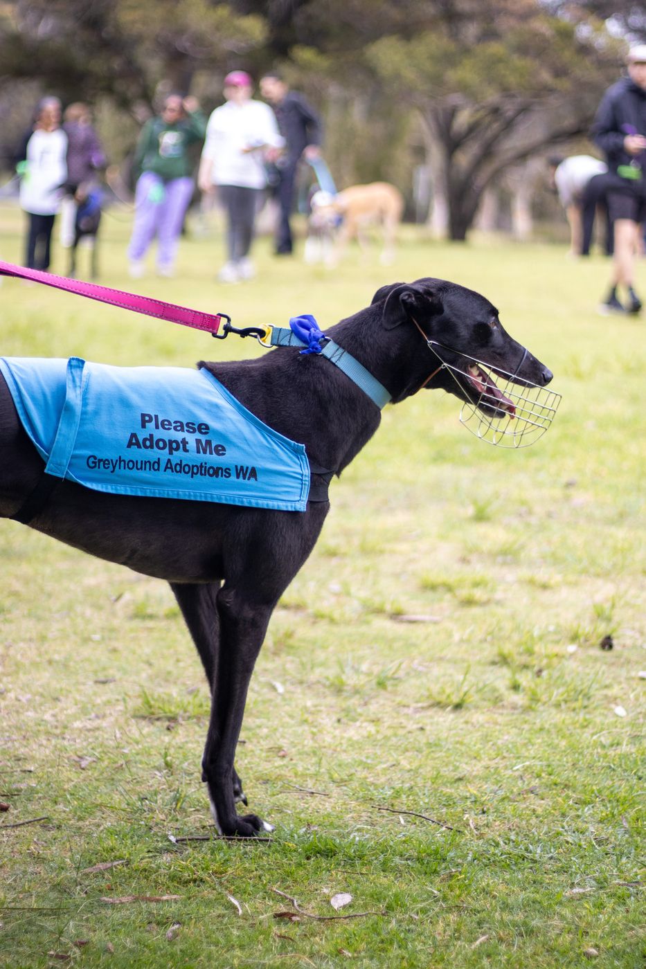 Global Greyhound Walk Perth