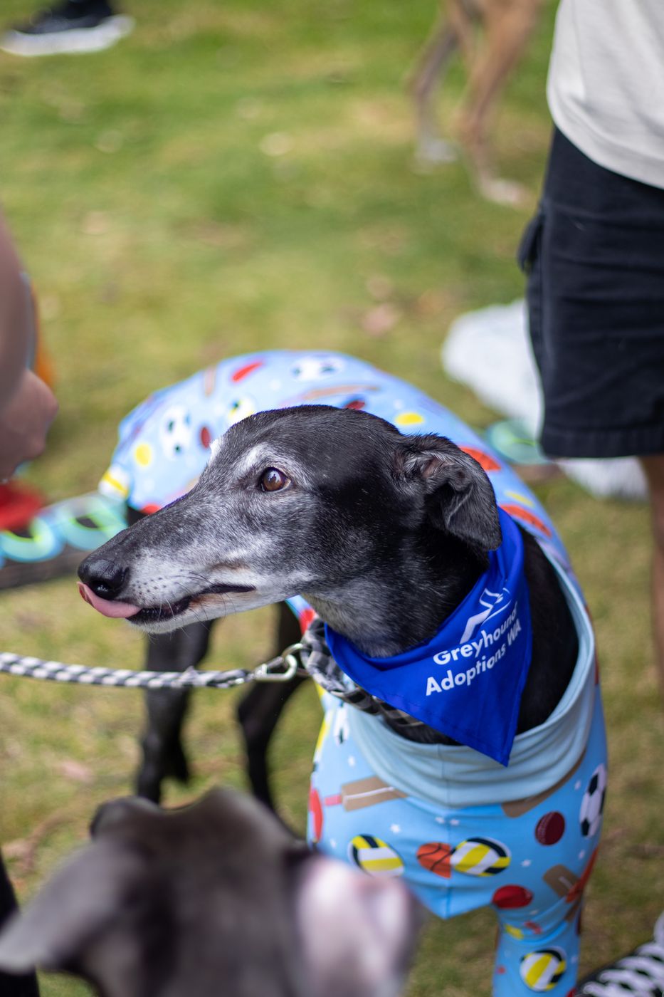 Global Greyhound Walk Perth